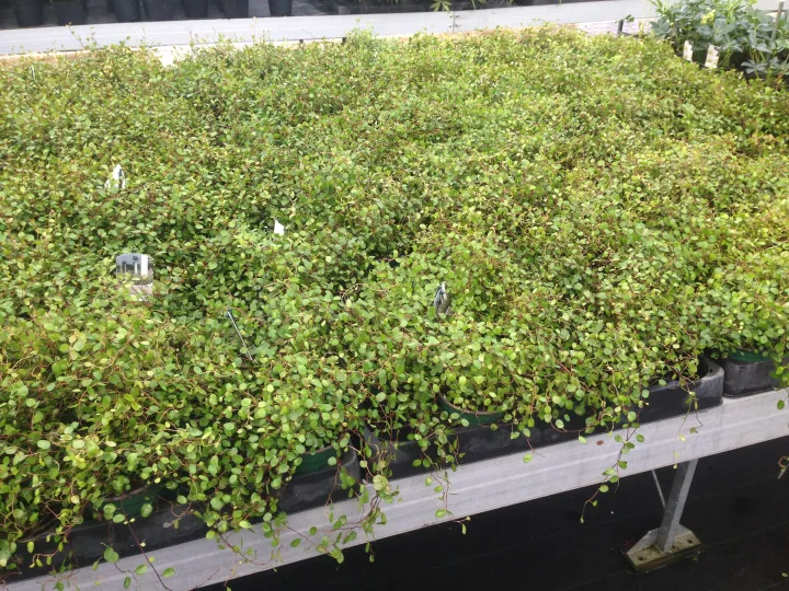 Muehlenbeckia axillaris (=complexa) 