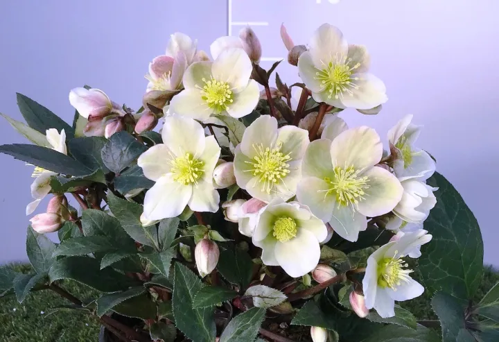 Helleborus 'Olivia' ®