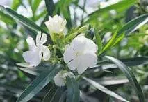Nerium oleander 'Bianco'