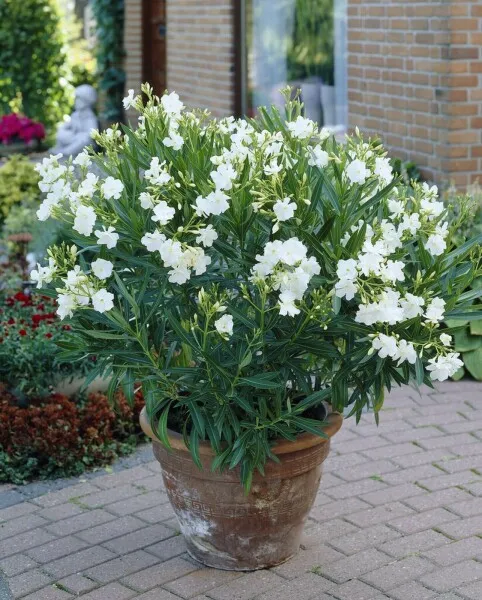 Nerium oleander 'Bianco'
