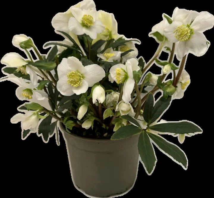 Helleborus niger 'Freddy'