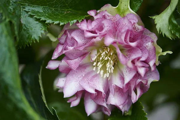 Helleborus or. 'Stefania'