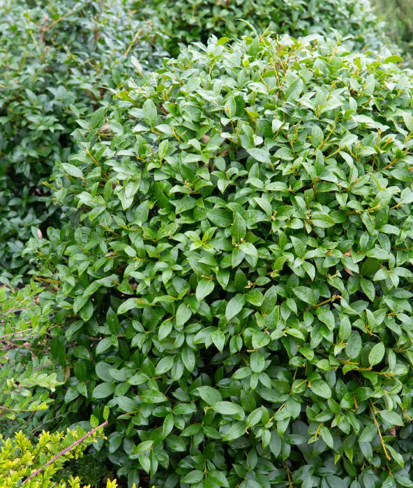 Osmanthus burkwoodii