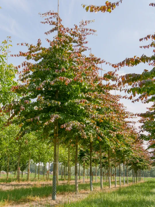 Parrotia persica