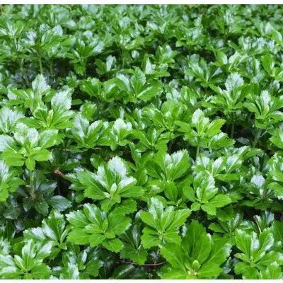 Pachysandra terminalis 'Green Sheen'