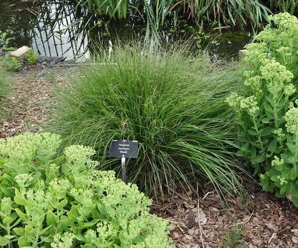 Pennisetum alopecuroides 'Gelbstiel'