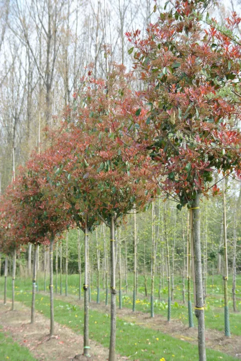 Photinia fraseri 'Red Robin'