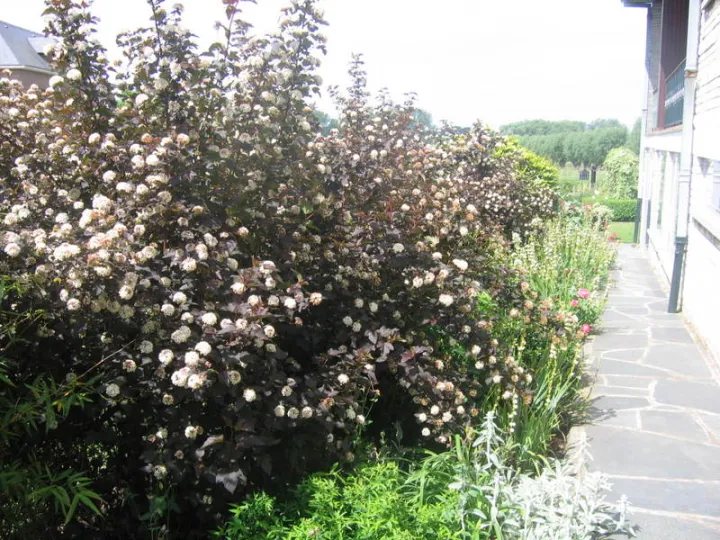 Physocarpus opulifolius 'Diabolo' ®