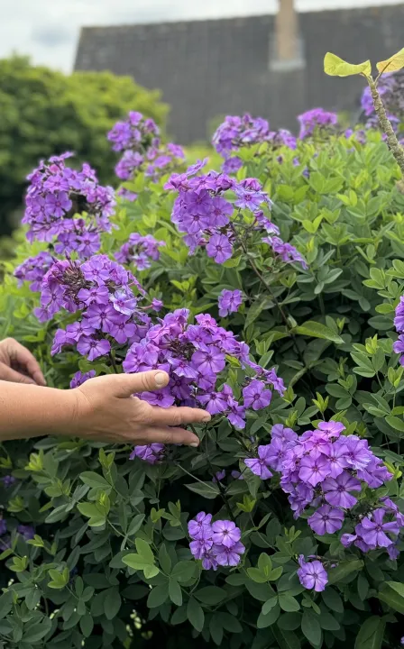 Phlox paniculata 'Blue Paradise'