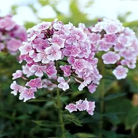 Phlox paniculata 'Franz Schubert'