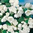 Philadelphus 'Virginal' Philadelphus 'Virginal'
