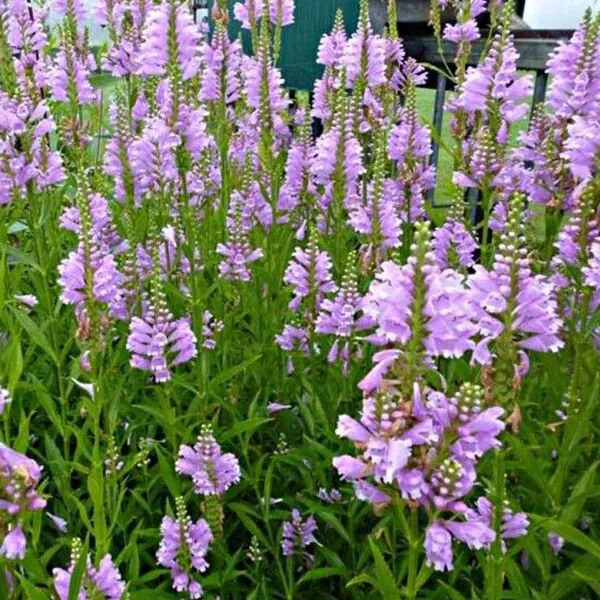 Physostegia virginiana 'Rosea'