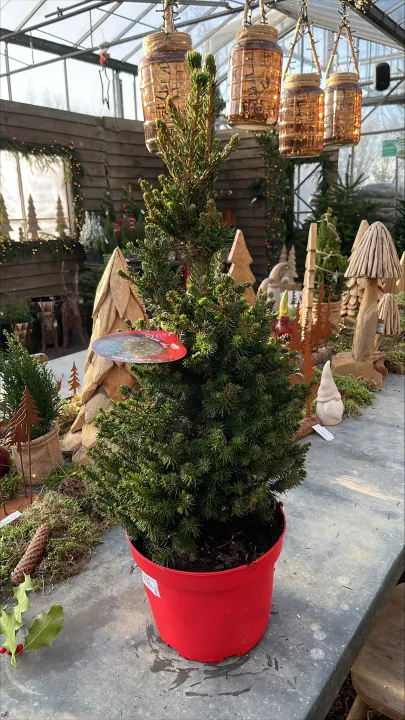 Picea abies 'Will's Zwerg'