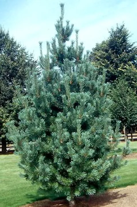 Pinus flexilis 'Vanderwolfs Pyramid'