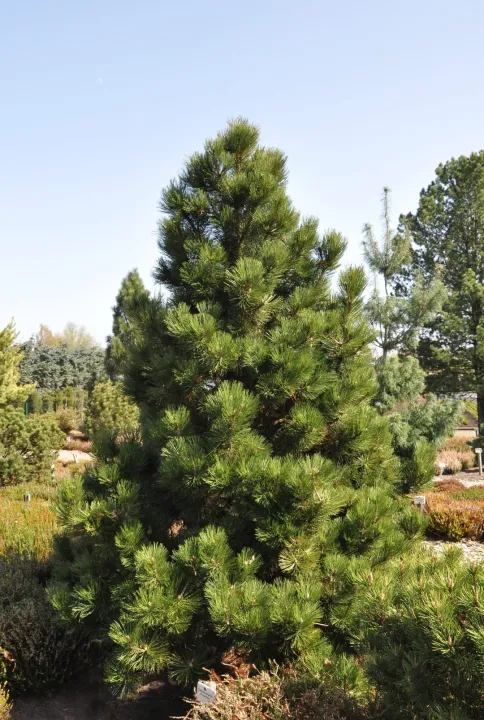 Pinus leucodermis 'Malinki' Pinus leucodermis 'Malinki'
