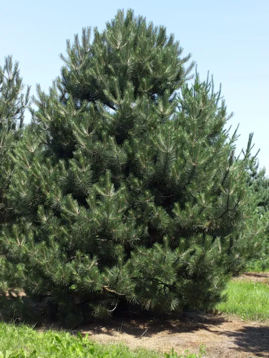 Pinus nigra nigra