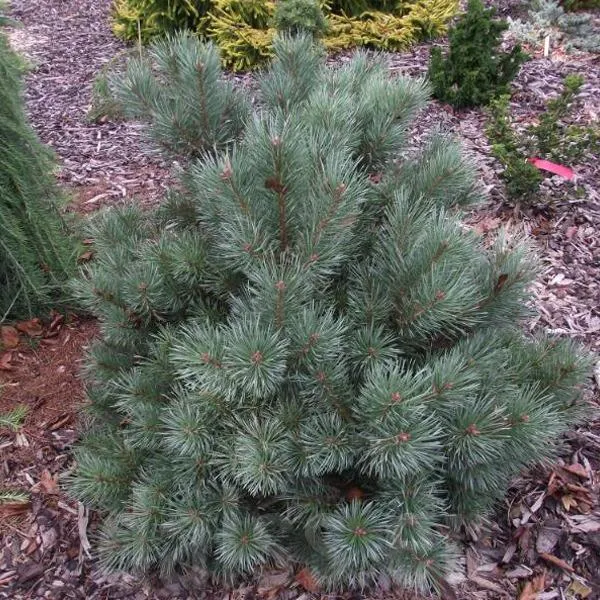 Pinus sylvestris 'Chantry Blue'