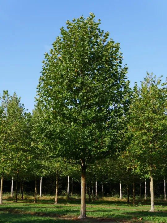 Platanus acerifolia