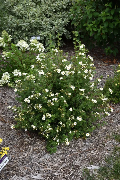 Potentilla fruticosa 'Creme Brulée'