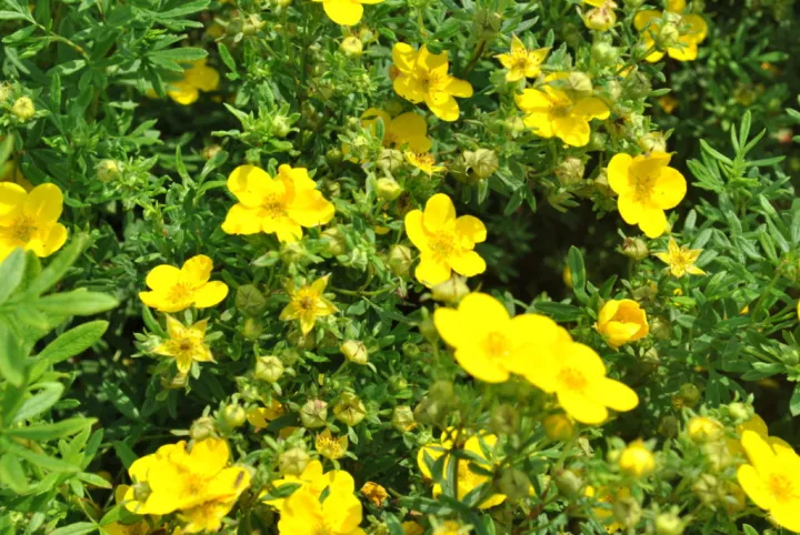 Potentilla fruticosa 'Goldfinger'