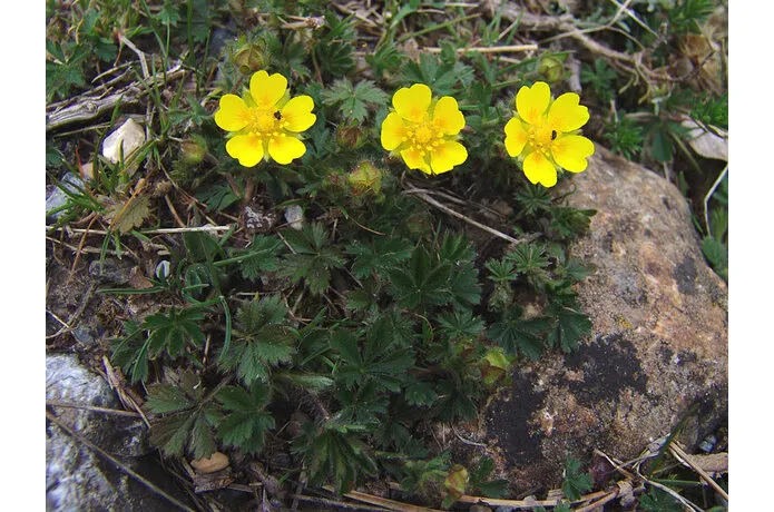 Potentilla neumanniana 