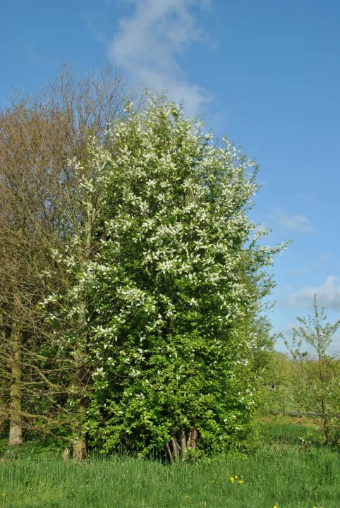 Prunus padus