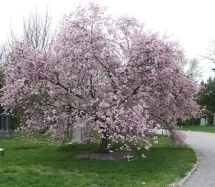 Prunus subhirtella 'Autumnalis'