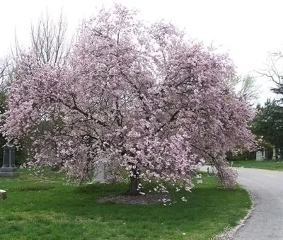Prunus subhirtella 'Autumnalis'