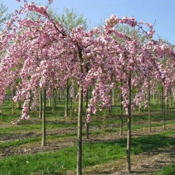 Prunus serrulata 'Kiku-shidare'