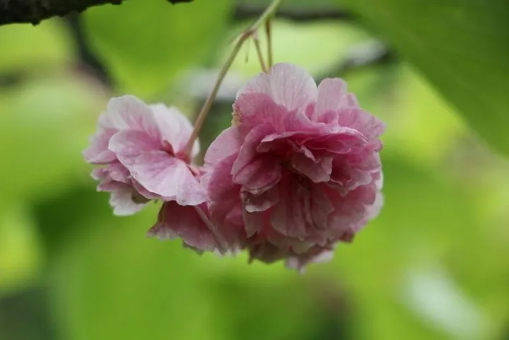 Prunus serrulata 'Shiro-Fugen'