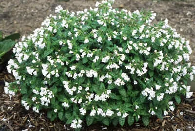 Pulmonaria officinalis 'Sissinghurst White' Pulmonaria officinalis 'Sissinghurst White'
