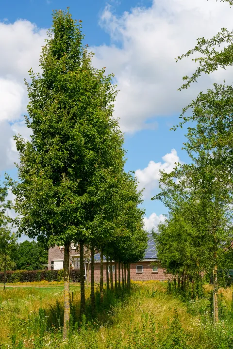 Pyrus calleryana 'Chanticleer'