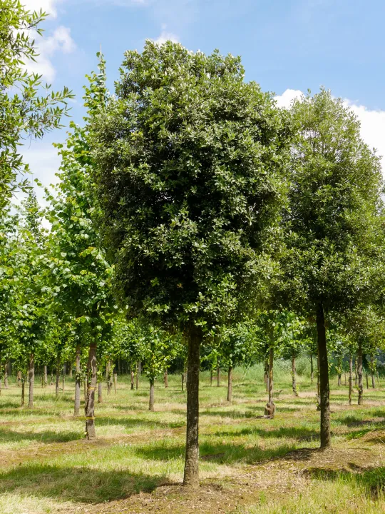 Quercus ilex