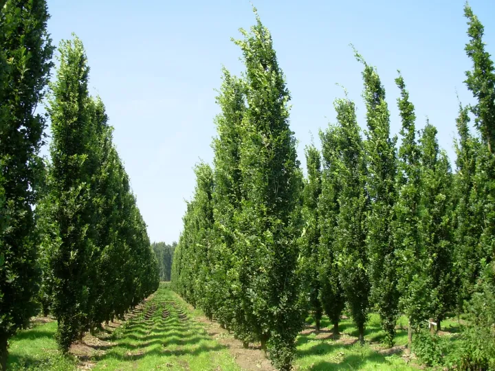 Quercus robur 'Fastigiata Koster'