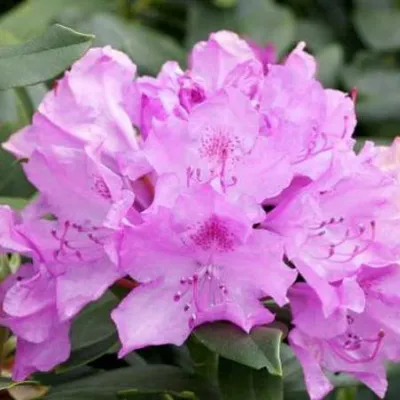 Rhododendron 'Cat. Grandiflorum'
