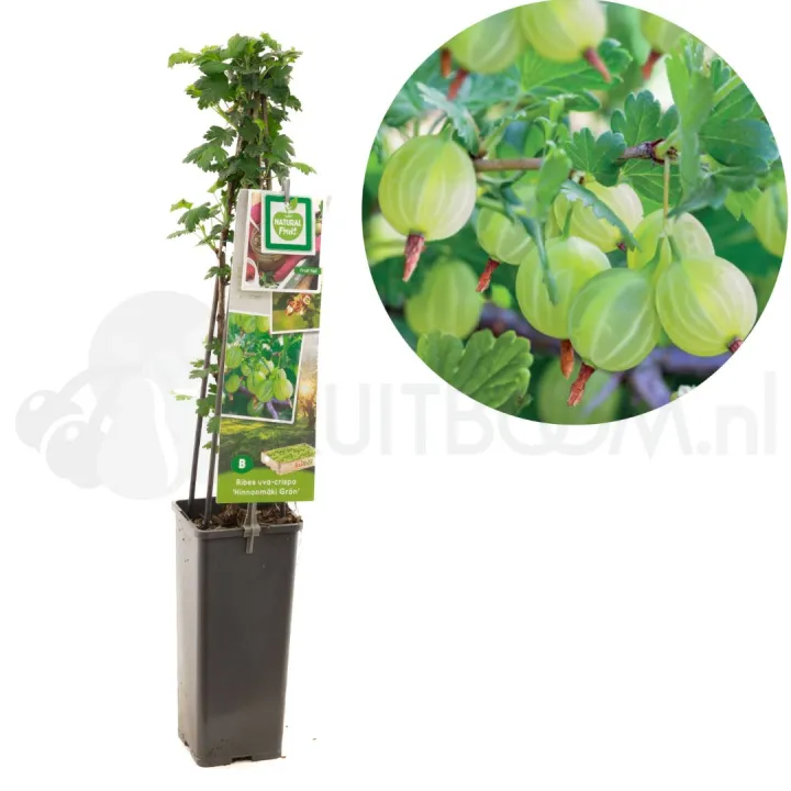 Ribes uva crispa 'Hinnomaki Gron'