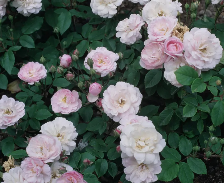 Rosa 'Blush Noisette' Rosa 'Blush Noisette'