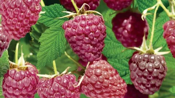 Rubus idaeus x occ. 'Autumn Passion'