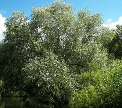 Salix alba