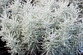 Santolina cham. 'Lambrook Silver'