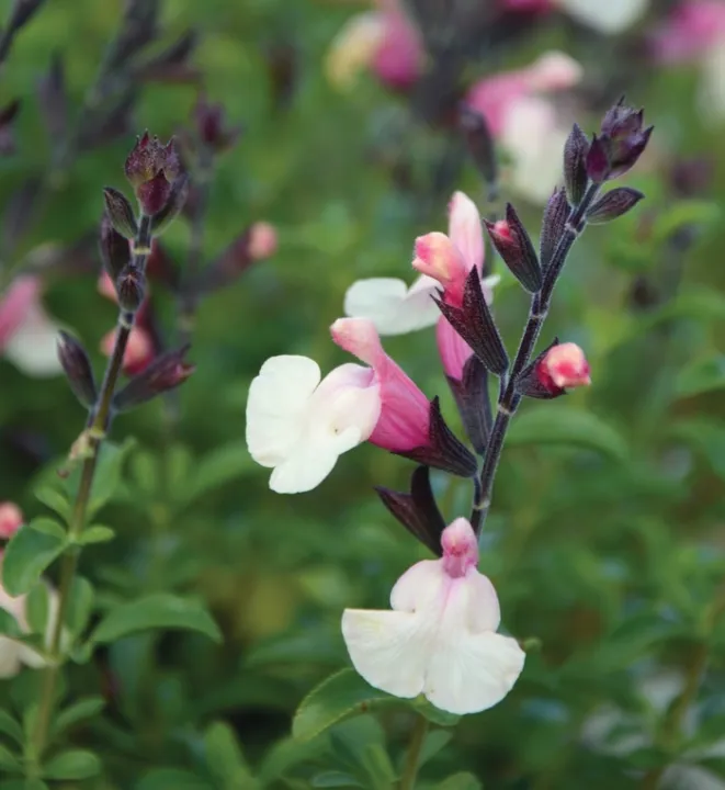 Salvia 'Autumn Moon'