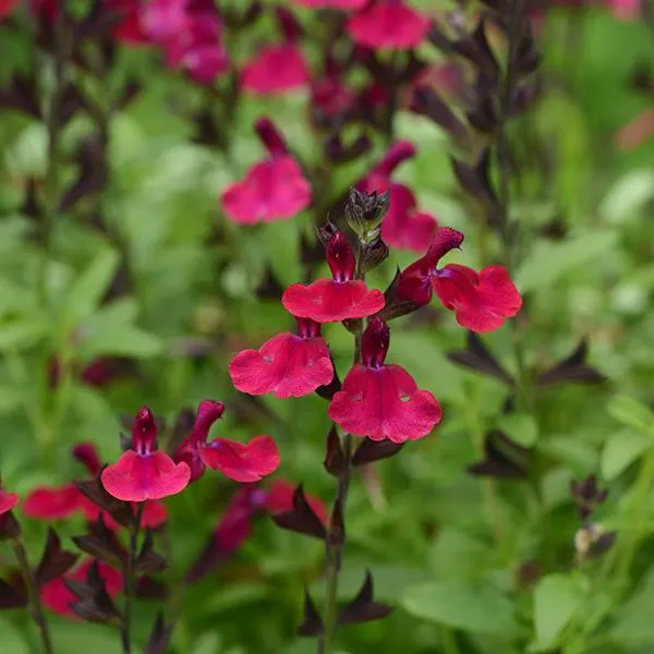 Salvia greggii 'Mirage Burgundy'