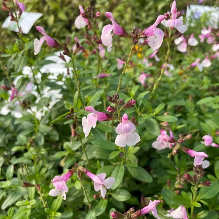 Salvia greggii 'Mirage Soft Pink'