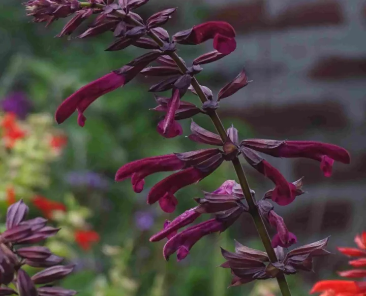 Salvia guaranitica 'Tropicolour Claret'