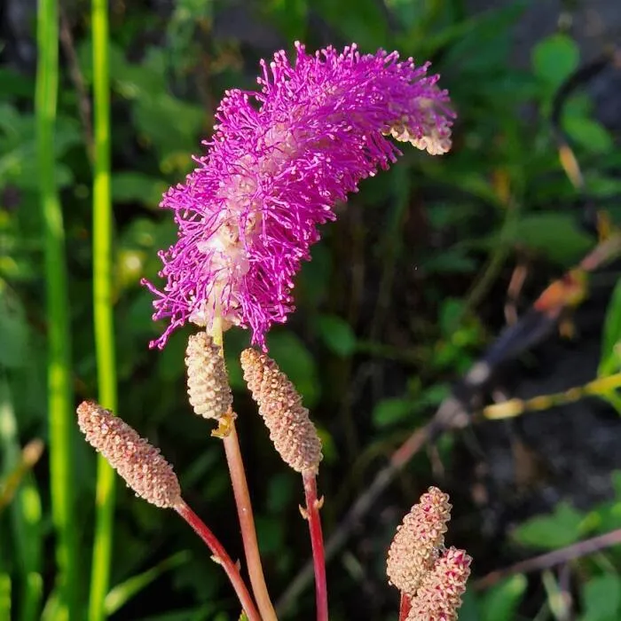 Sanguisorba officinalis 'Lilac Squirrel'