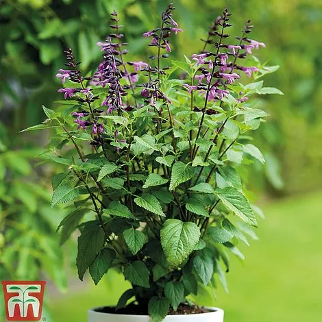 Salvia 'Lake Tahoe' ®