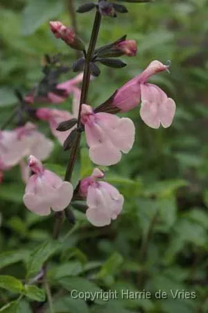 Salvia 'Stormy Fuchia'