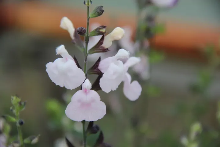 Salvia microphylla 'Corcovado'