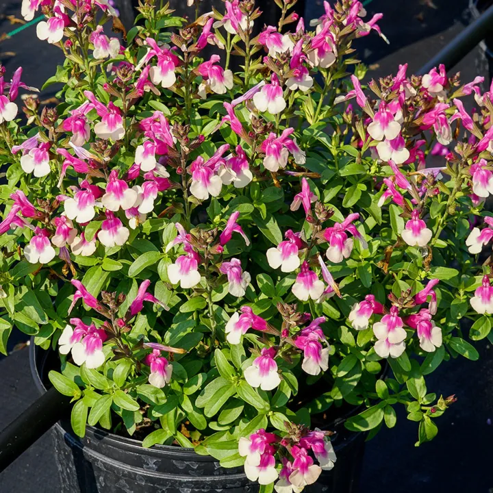 Salvia greggii 'Mirage Violet'