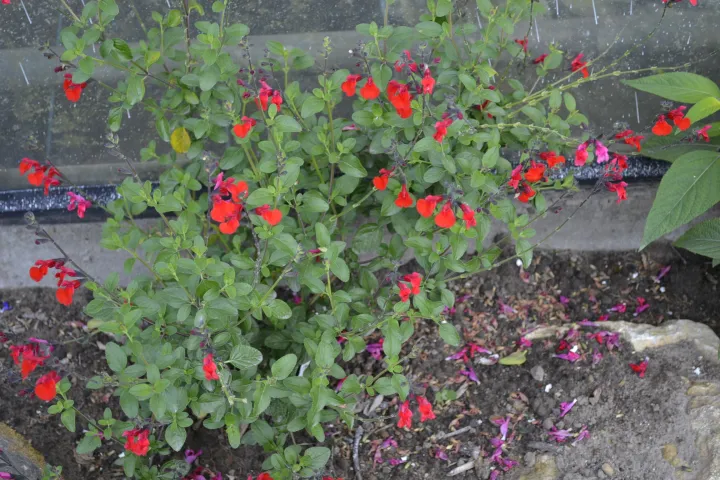 Salvia microphylla 'La Foux'